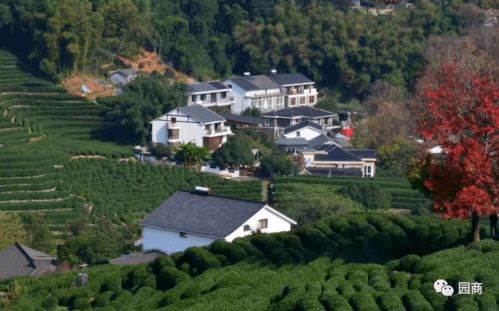 乡村旅游开发运营中的误区